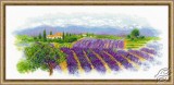 Blooming Provence