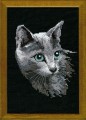 Grey Cat
