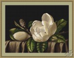 Magnolia