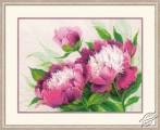 Pink Peonies