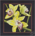 Orchids Cymbidium