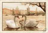 Swans - Prague