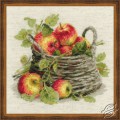 Ripe Apples