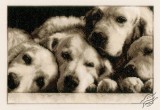 Labradors
