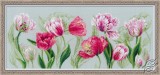 Spring Tulips