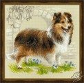 Sheltie