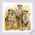 Meerkats