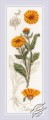 Calendula