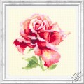 Beautiful Rose