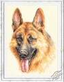 German Shepherd