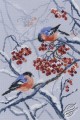 Bullfinches in Rowanberries