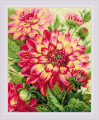 Dahlias