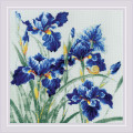 Blue Irises