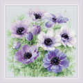 Purple Anemones