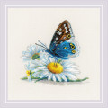 Fragile Beauty